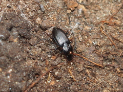 Pterostichus mutus