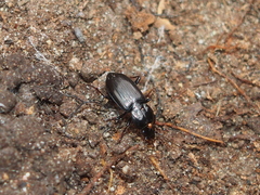 Pterostichus mutus