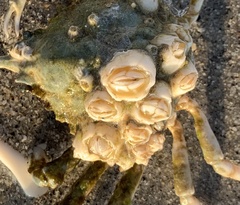 Chelonibia testudinaria