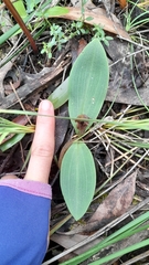 Chiloglottis valida