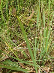 Patersonia occidentalis occidentalis