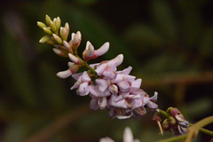 Lonchocarpus sericeus