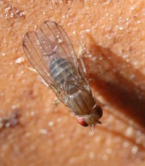 Drosophila immigrans