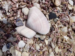Latona deltoides