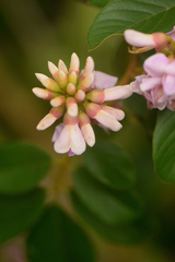 Lonchocarpus sericeus