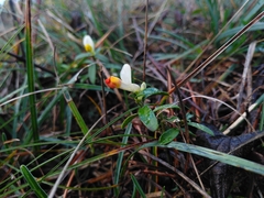 Polygaloides chamaebuxus