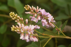 Lonchocarpus sericeus