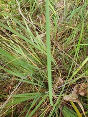 Patersonia occidentalis occidentalis