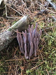 Alloclavaria purpurea
