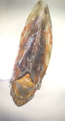 Erythroneura