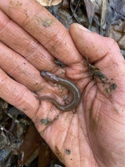 Gyrinophilus porphyriticus