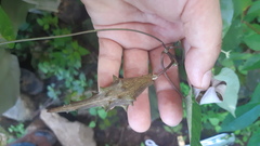 Dictyanthus