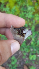 Dictyanthus