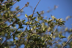 Elaeodendron transvaalense