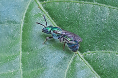 Augochlora