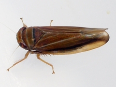 Idiodonus kennicotti