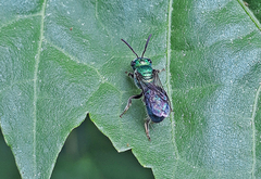 Augochlora
