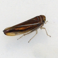 Idiodonus kennicotti