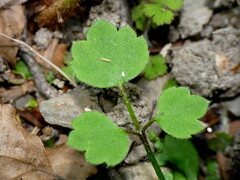 Ranunculus reflexus