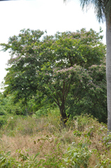 Lonchocarpus sericeus