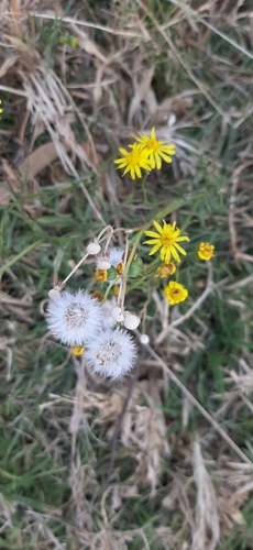 Narrow-leaved ragwort (Senecio inaequidens)
