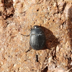 Eusattus reticulatus