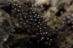 Collaria arcyrionema