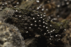 Collaria arcyrionema