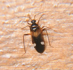 Eustictus