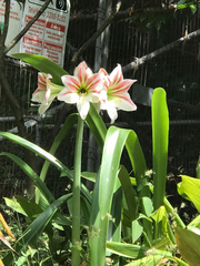 Hippeastrum hybridum