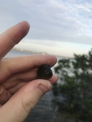 Acanthostracion quadricornis