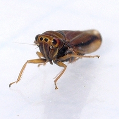 Idiodonus kennicotti