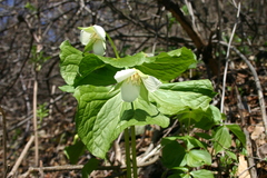 Trillium