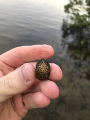 Acanthostracion quadricornis