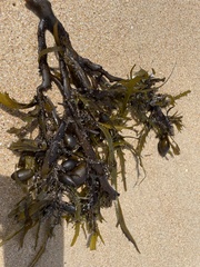 Phyllospora comosa