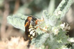 Dianthidium curvatum