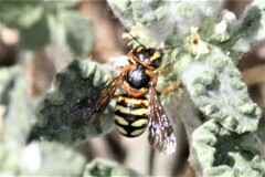 Dianthidium curvatum