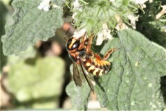 Dianthidium curvatum