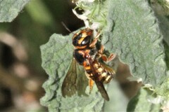 Dianthidium curvatum