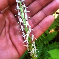 Platanthera dilatata leucostachys