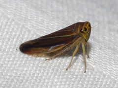 Idiodonus kennicotti