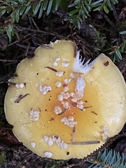 Amanita junquillea
