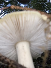 Amanita junquillea