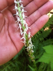 Platanthera dilatata leucostachys