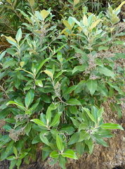 Olearia avicenniifolia