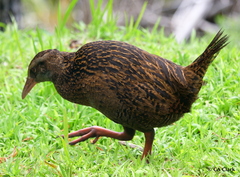 Gallirallus australis