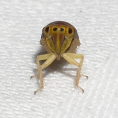 Idiodonus kennicotti