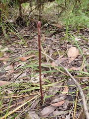 Dipodium roseum