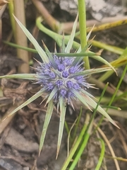 Eryngium ovinum