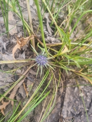 Eryngium ovinum
